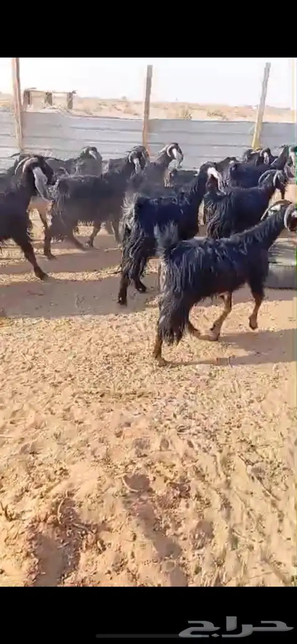 معزاء للبيع 0