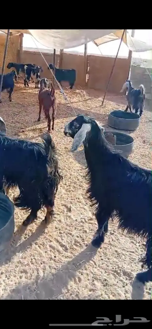 معزاء للبيع 5