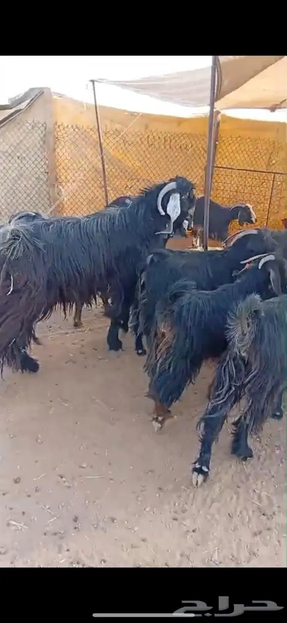 معزاء للبيع 2