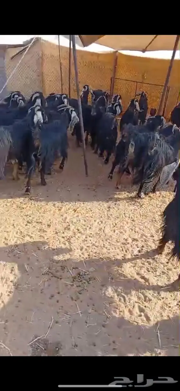 معزاء للبيع 4