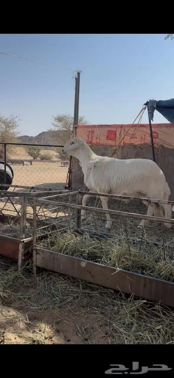 فحل ضان حري 7