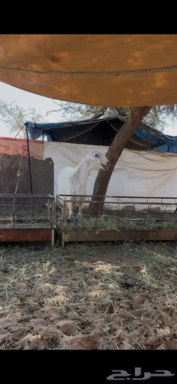 فحل ضان حري 3