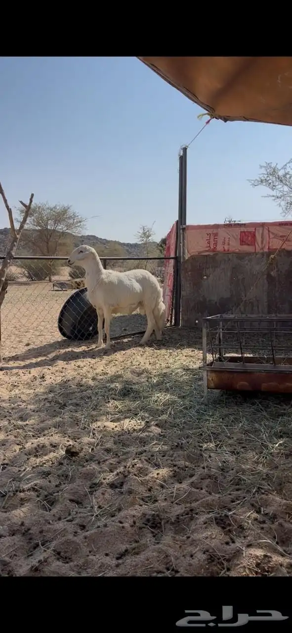 فحل ضان حري 0