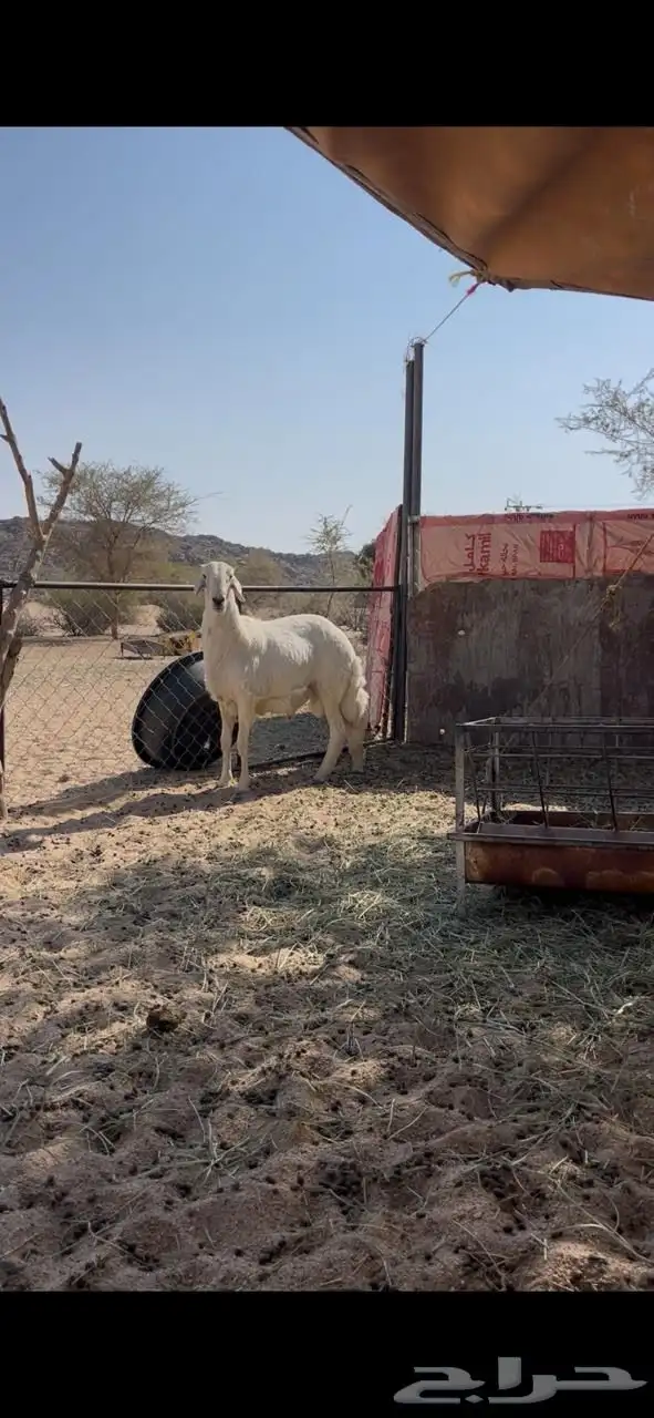 فحل ضان حري 2