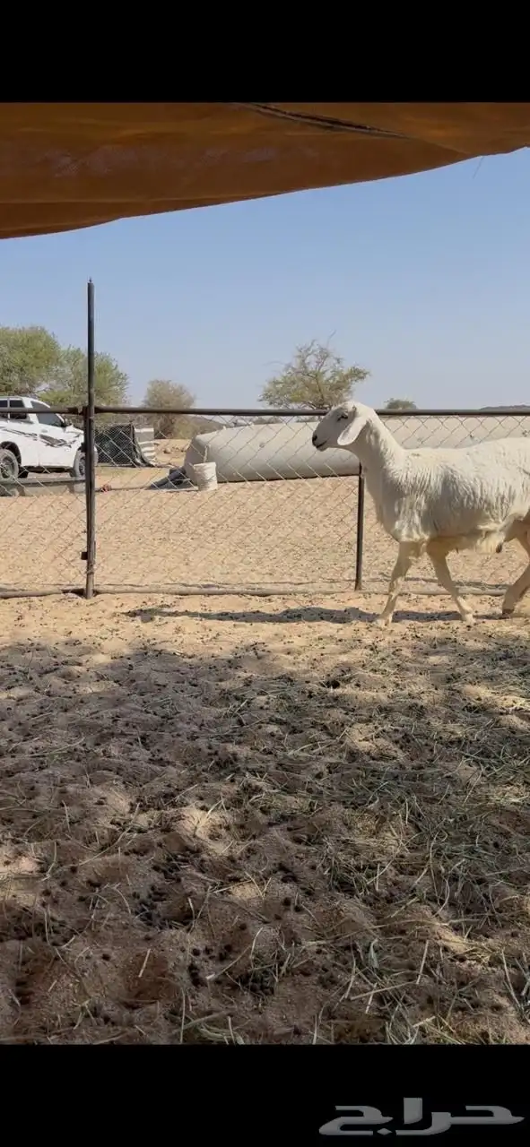 فحل ضان حري 5