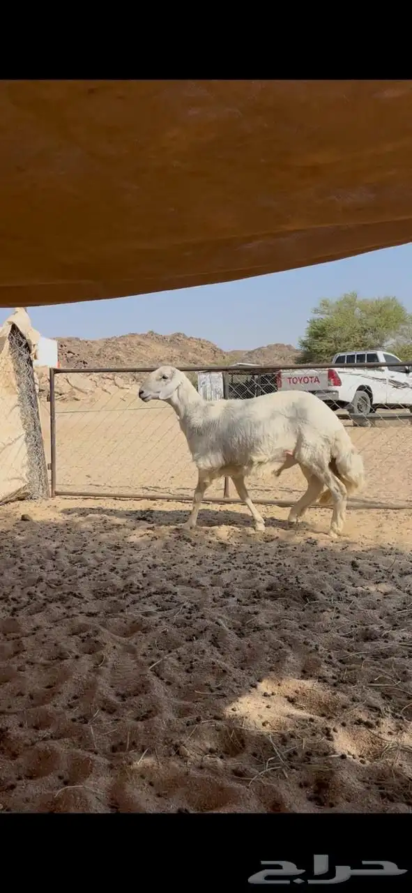 فحل ضان حري 4