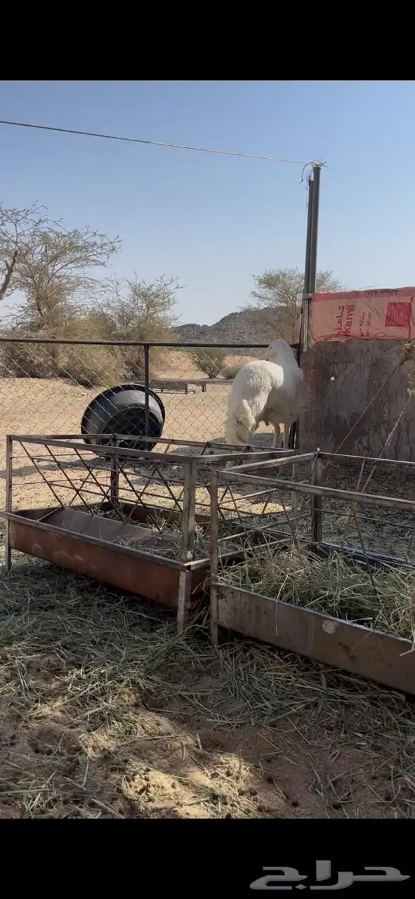 فحل ضان حري 8