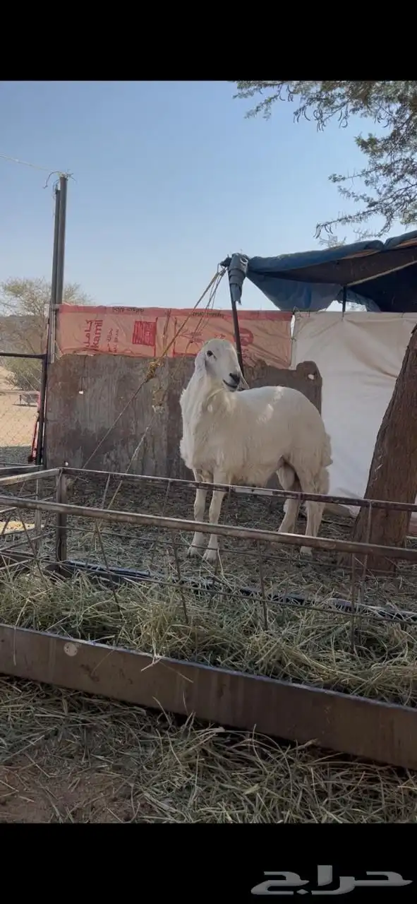 فحل ضان حري 9