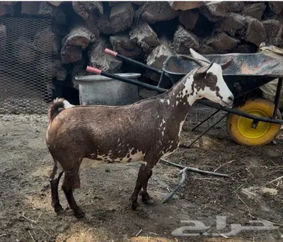 مشاريك 5 index