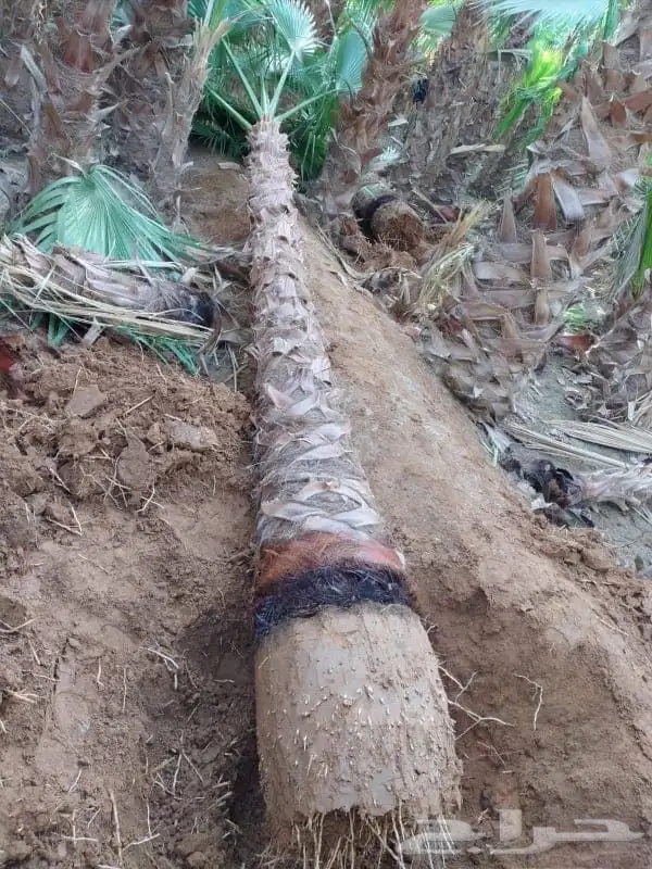 فسايل ونخيل بجميع انواعها 1