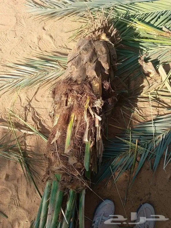 نخيل وشبوك وبناء حجر وتراث 2