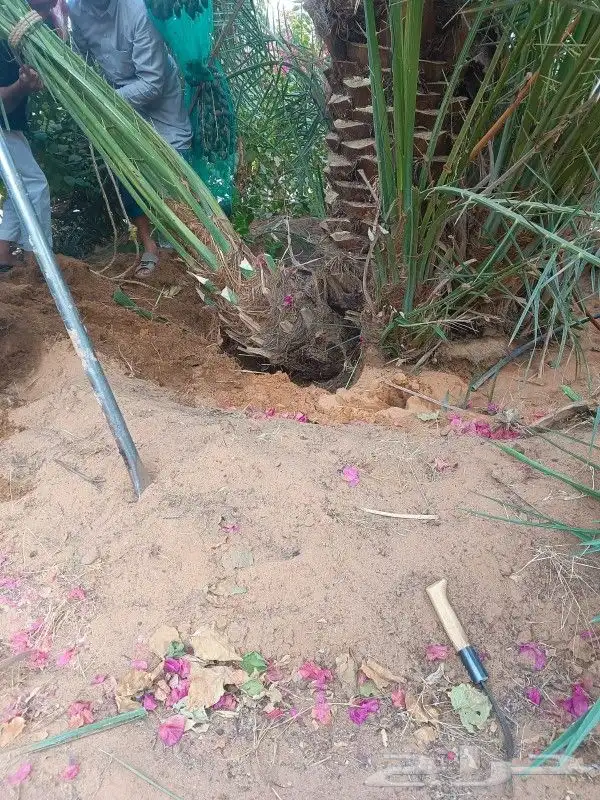 نخيل وشبوك وبناء حجر وتراث 1