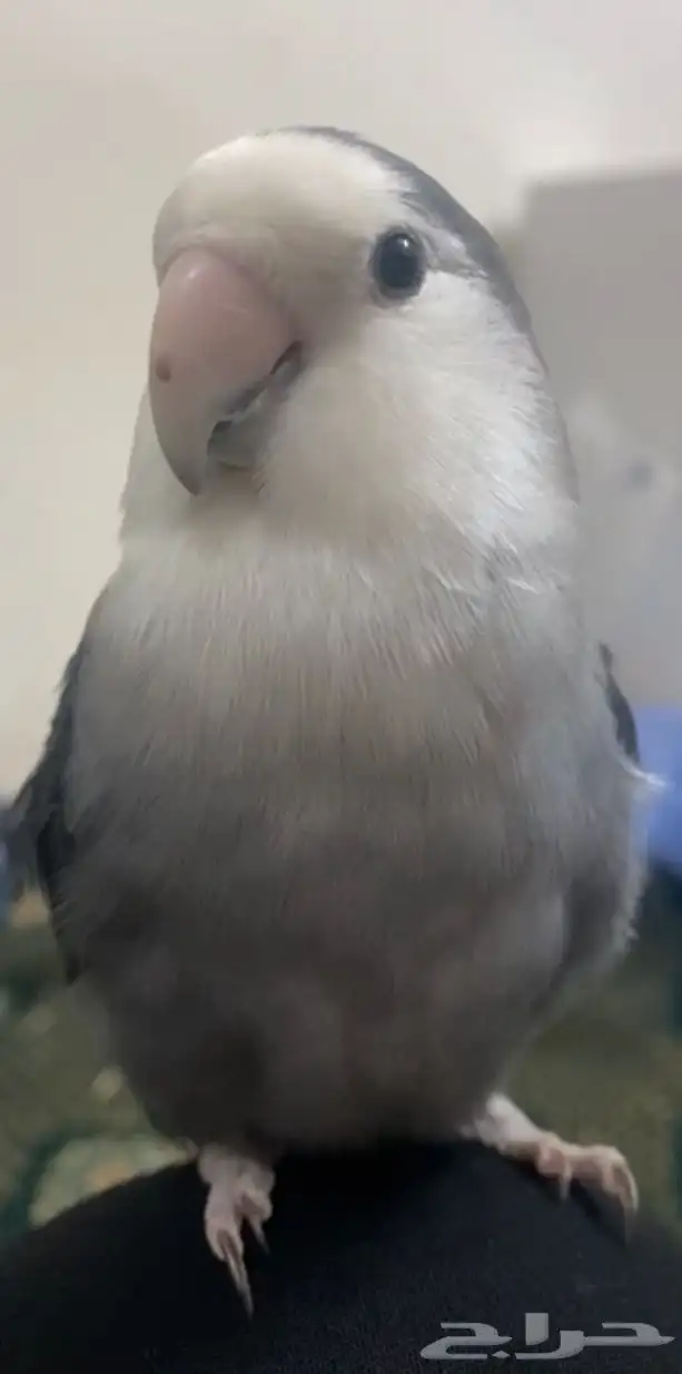 عصفور اليف نوعه روز 0