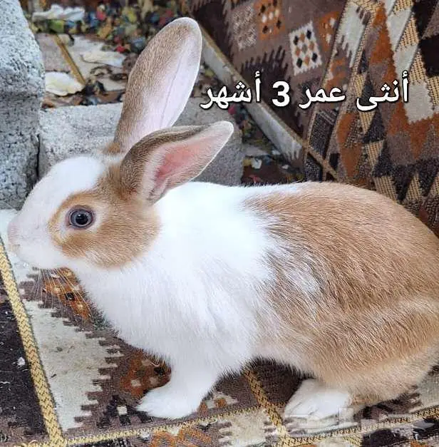 أرانب بلدي للبيع العدد 4 2