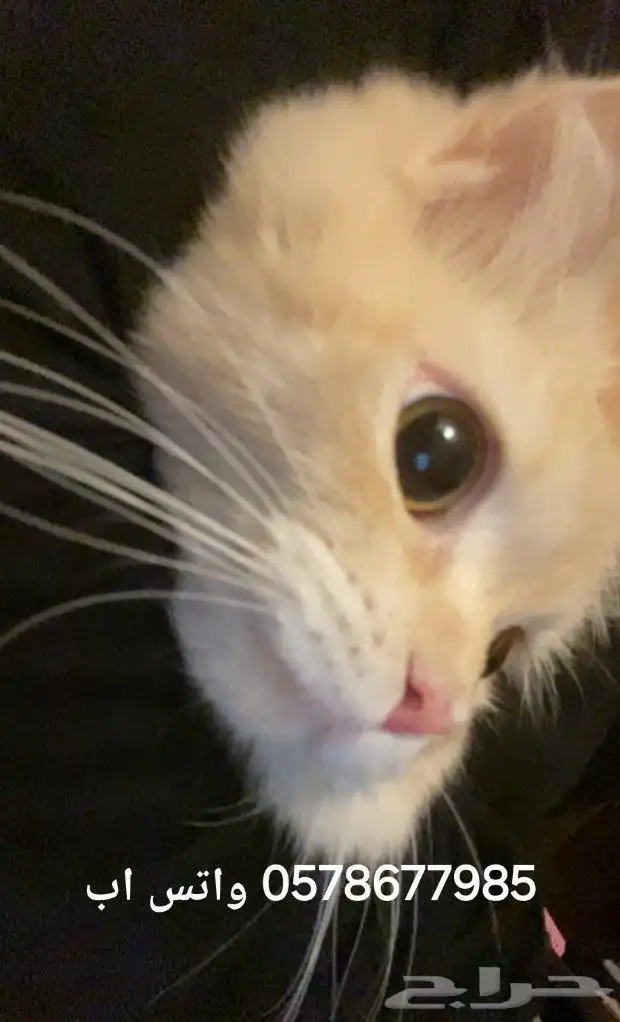 قط صغير للتبني لقيته 1
