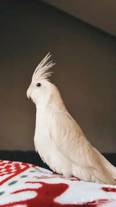 كروان مفقود اسكان الحرس خشم العان 0