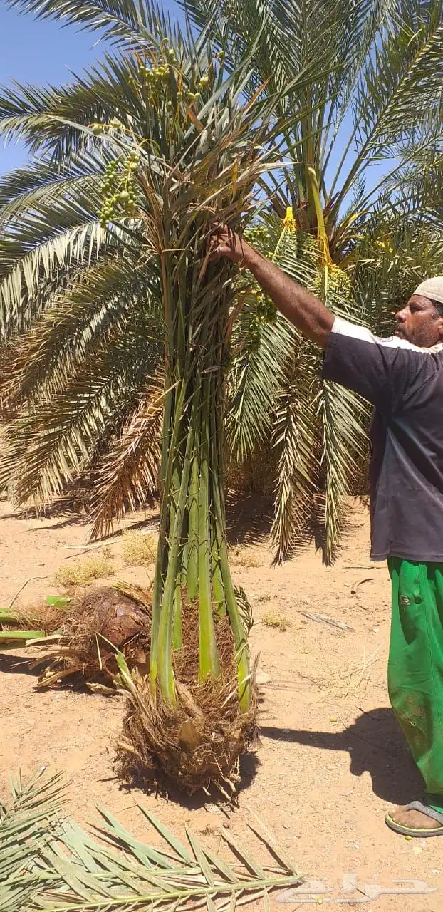 نخيل عربي فسائل نخل نخل عربي نقايل 37