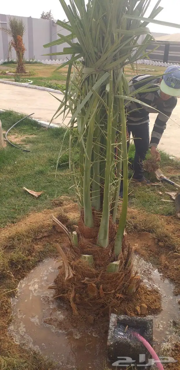 نخيل عربي فسائل نخل نخل عربي نقايل 29