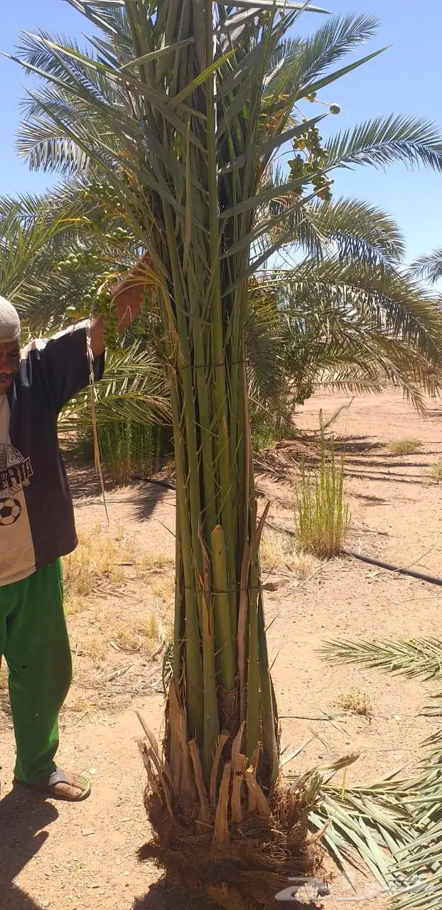 نخيل عربي فسائل نخل نخل عربي نقايل 40