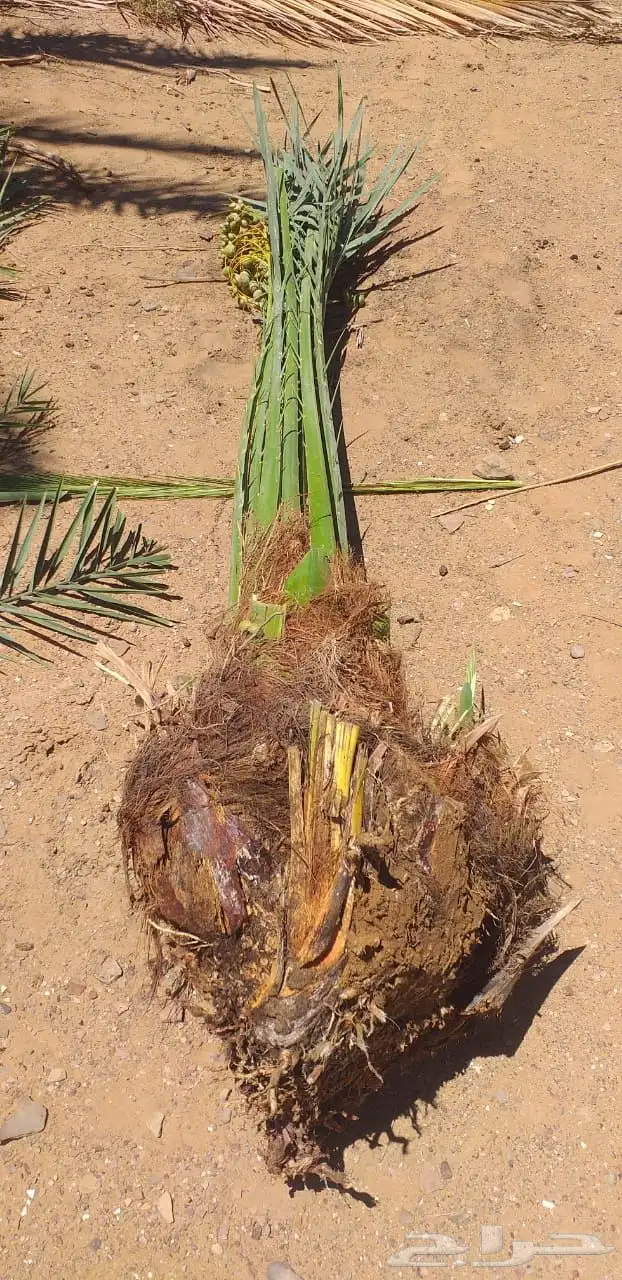 نخيل عربي فسائل نخل نخل عربي نقايل 41