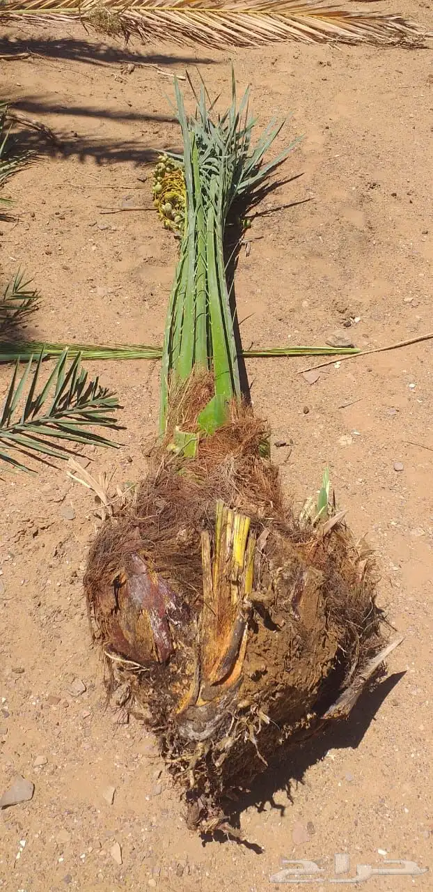 نخيل عربي فسائل نخل نخل عربي نقايل 36