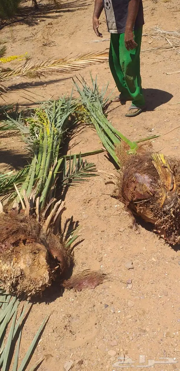 نخيل عربي فسائل نخل نخل عربي نقايل 38