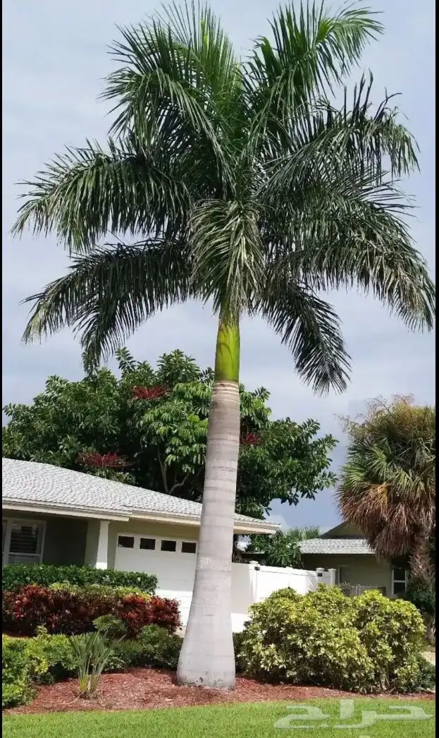 نخيل ملوكي نخيل واشنطني بسعار مناسبه نارجيل 4