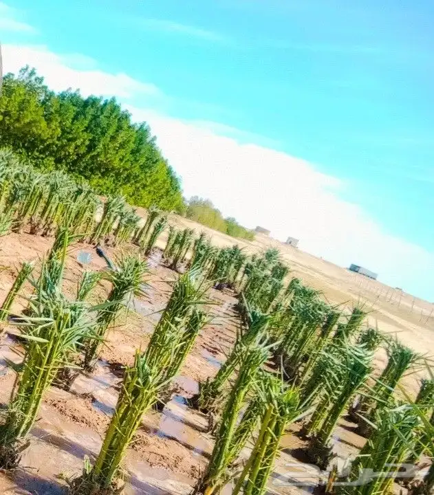 نخل المجمعه 4