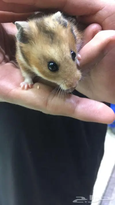 همسترات للبيع اثنين واحد ذكر وحدة انثى 0