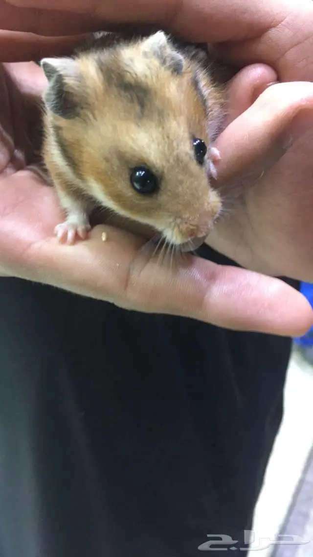 همسترات للبيع اثنين واحد ذكر وحدة انثى 0