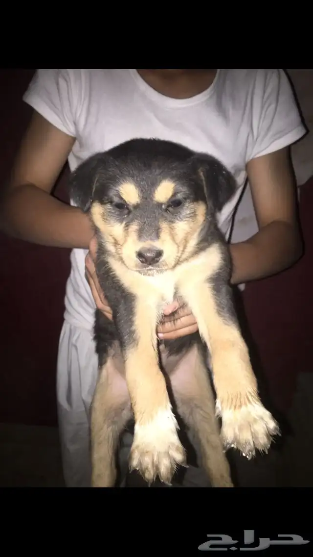 جرو روت وايلر 0