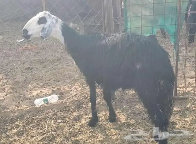 نعجتنين نجد 0