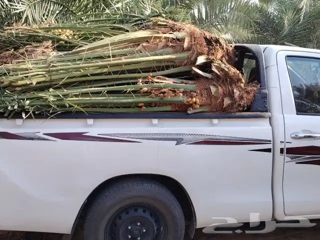 نخيل وشبوك وبناء حجر وتراث 7
