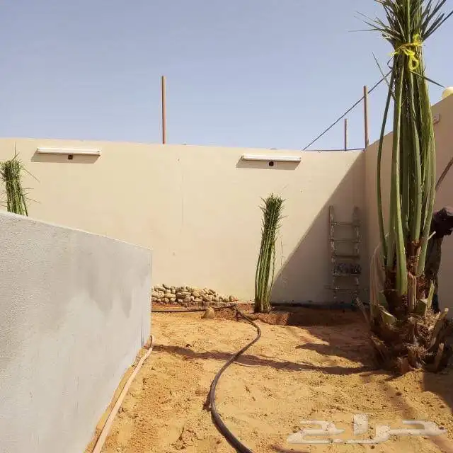 نخيل عربي فسائل نخل نخل عربي نقايل 68