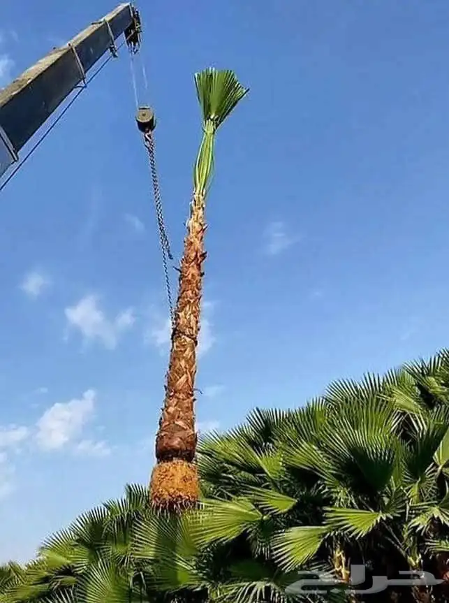 نخل ونخل زينه واشنطني فروخ خلاص برحي سكري شيشي هلالي مجدوله 4