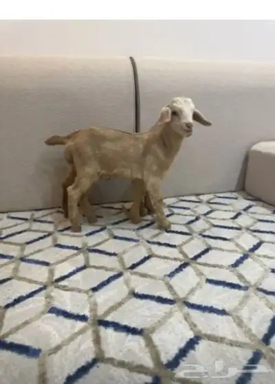 ماعز قزم index