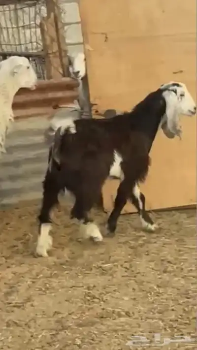 جفره ذبيحة بالجنادرية index