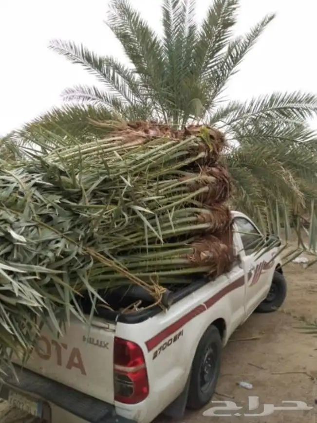 يوجد لدينا جميع انواع النخيل المثمر 3