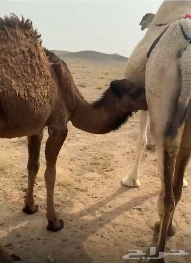 بكره على الحليب 2