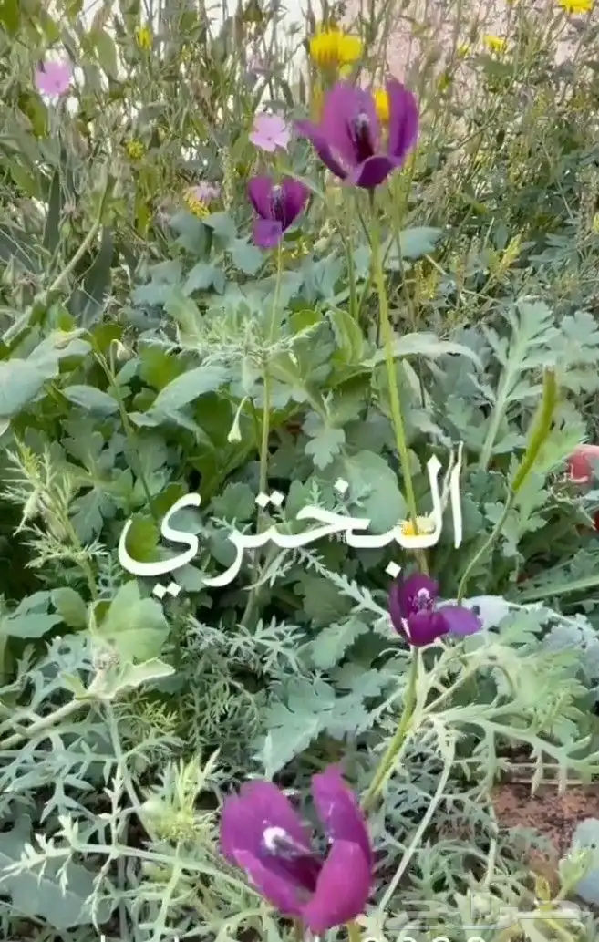 بذور زهور البختري 9