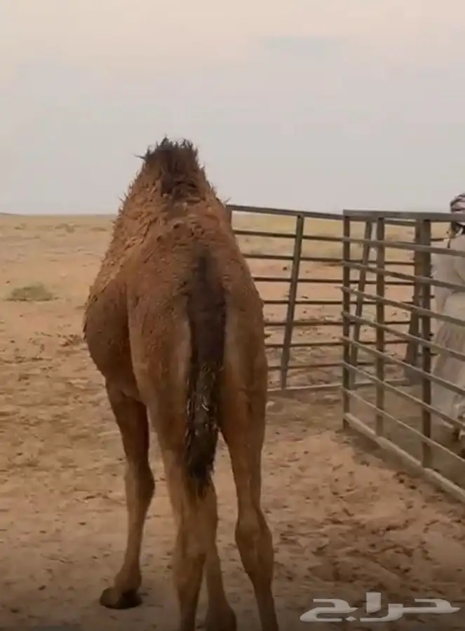 بكره على الحليب 0