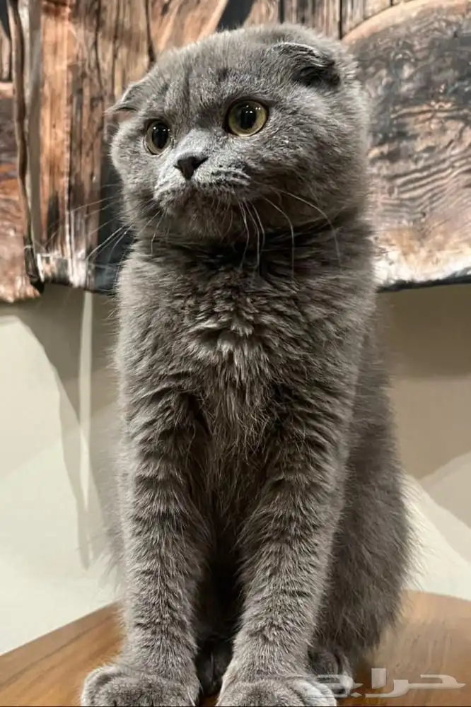 قط سنور قطو أسكتلندي 2