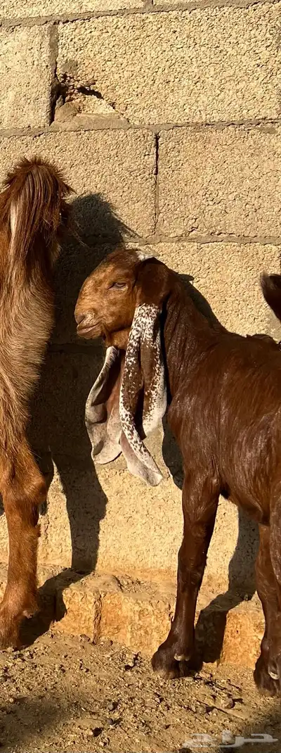 عنز هولندية متبع بجفره ودافع index