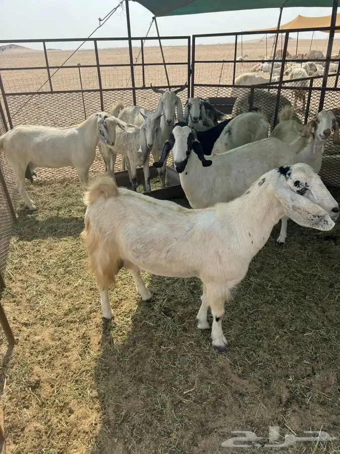 معزا للبيع 2