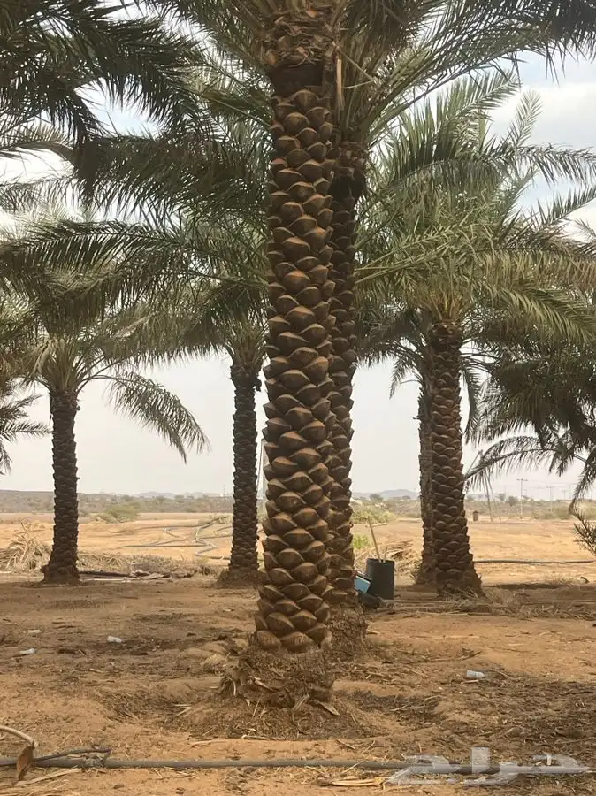 للبيع نخل مكرب جاهز 3