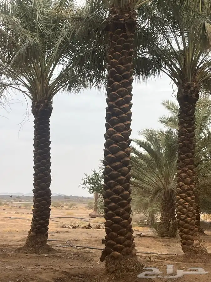 للبيع نخل مكرب جاهز 8