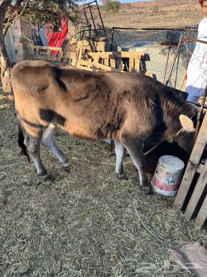 بقره كفوا ناتج بنتها عمرها سنه والثانيه لقحه ان شاء الله 4