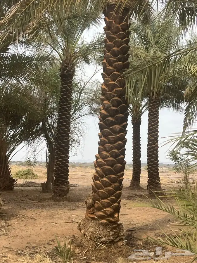 للبيع نخل مكرب جاهز 6