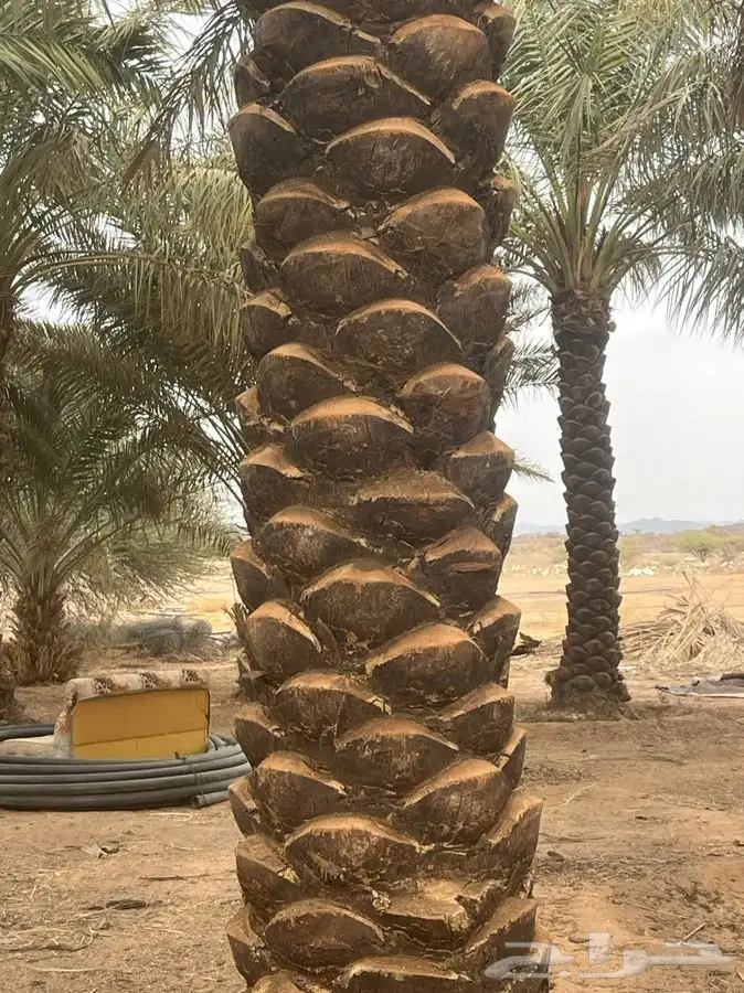 للبيع نخل مكرب جاهز 2