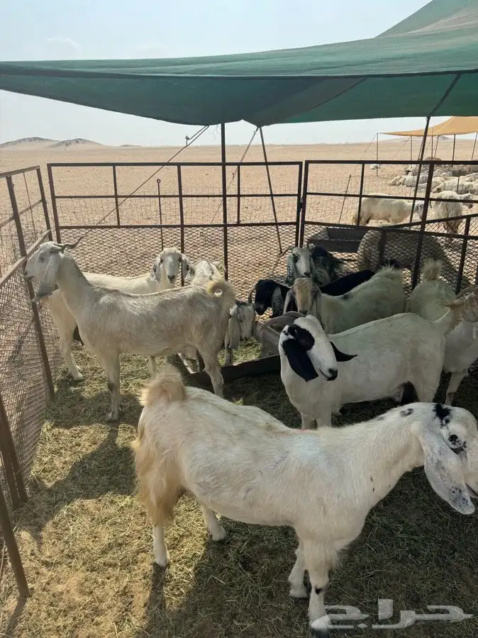 معزا للبيع 0